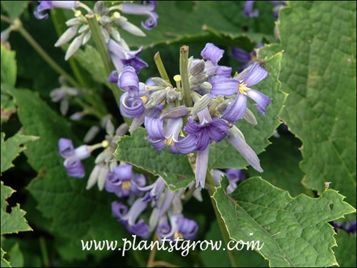 Bunches of small tubular flowers look more like a hycanith as opposed the the large flowers we are used to seeing on Clematis.